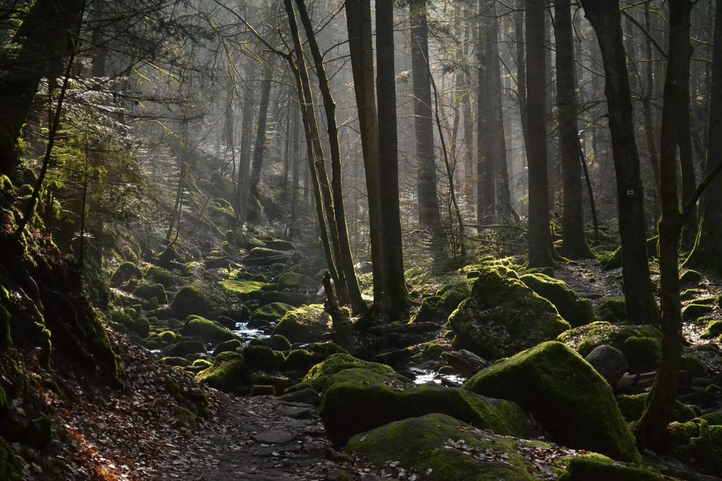 Black Forest 3
