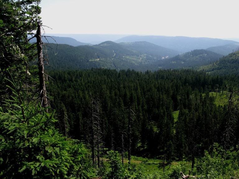 The Black Forest